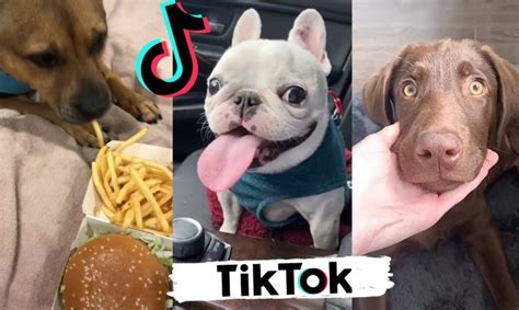 TikToks That Make You Laugh ~ Funny DOGS of TIK TOK ~ Cutest Puppies