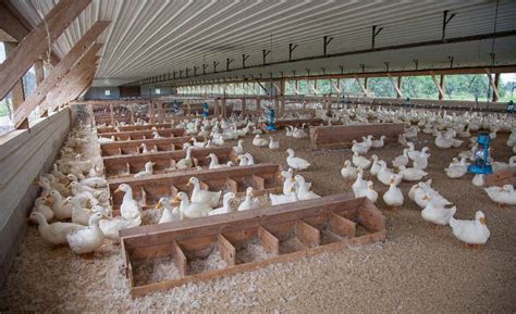 Maple Leaf Farms gives inside look at duck farming and operations ...