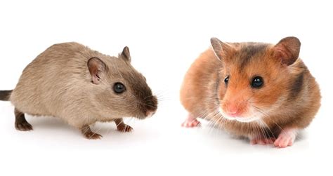 Gerbil vs. Hamster – Which Is The Right Pet For You?