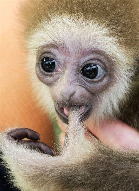 Zoo Babies 2012: Adorable Baby Animal Pictures From Around The World ...