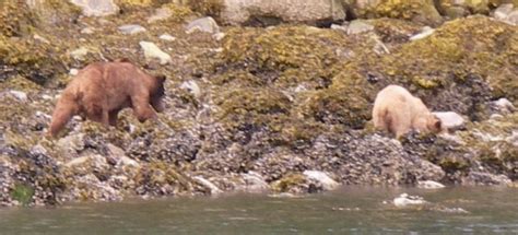 Mating Grizzly Bears (1 of 5) | Grizzly Bear Tours & Whale Watching ...