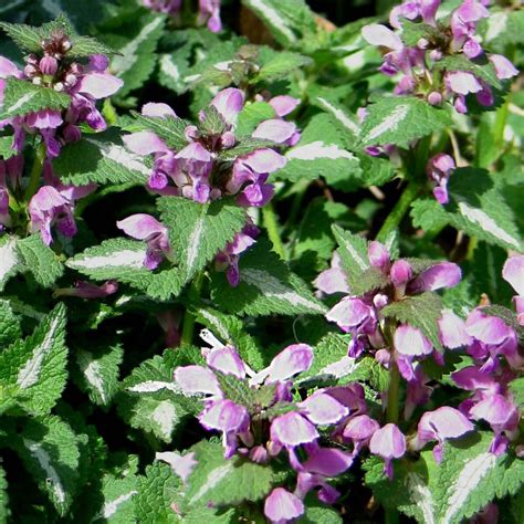 Lamium maculatum 'Chequers' Spotted Dead Nettle | Violet flower, Plant roots, Ground cover