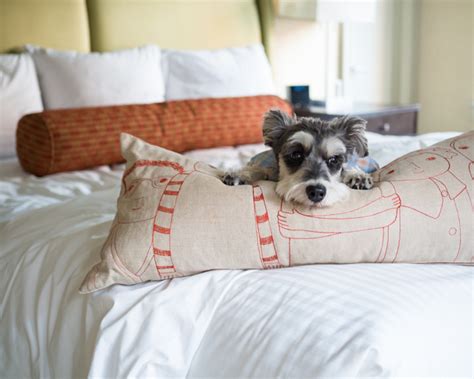 [ Travel ] Affinia Hotel Shelburne NYC Pet Friendly Hotel Review - RemixTheDog.com