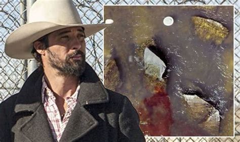 Yellowstone season 4: Walker’s death ‘sealed’ as fans expose brutal ...