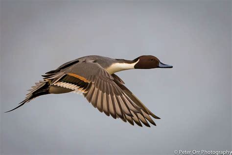 Male Northern Pintail | at WWT Slimbridge | Peter Orr | Flickr