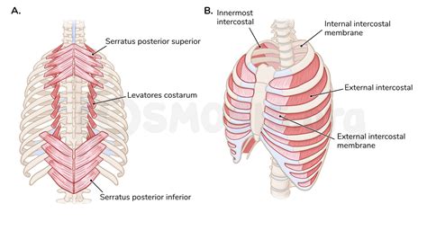 Muscles of the thoracic wall | Osmosis