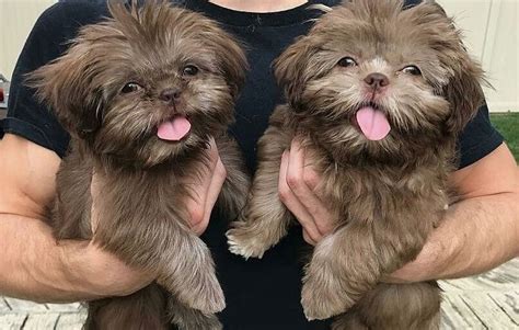 Chocolate / Brown Shih Tzu – What You Should Know - Shih Tzu World