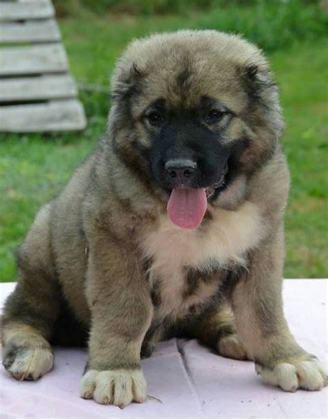 Caucasian Shepherd Puppies For Sale | Warrenton, VA #224810