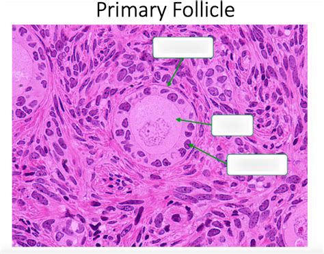 primary follicle histology Diagram | Quizlet