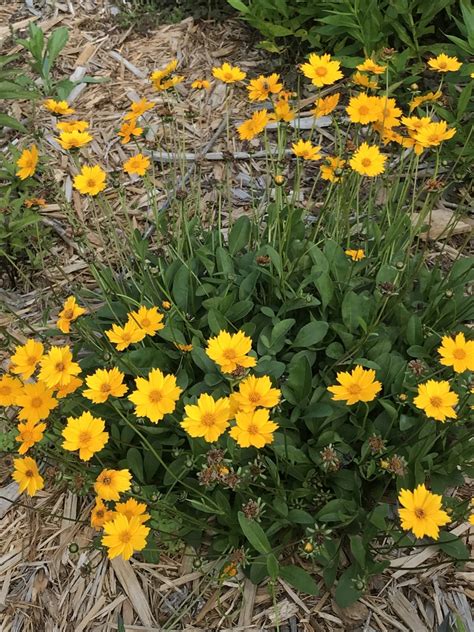 Coreopsis auriculata 'Nana' (Dwarf Tickseed, Ear-leaved Tickseed ...