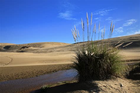 Tackling Desertification: Ways To Reduce Desertification And Best Reversal Methods