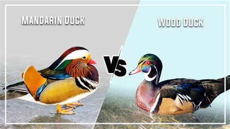 Mandarin Duck vs Wood Duck: 7 Key Differences