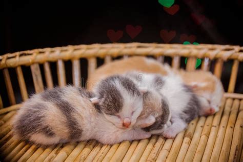 Kittens Sleep in Wooden Basket. Stock Image - Image of mother, mouth: 101217307