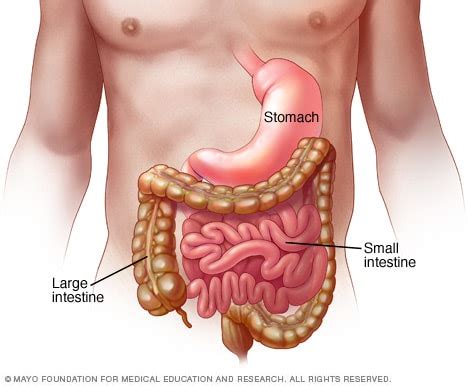 Viral gastroenteritis (stomach flu) - Symptoms and causes - Mayo Clinic