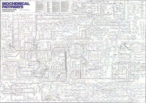 Roche Biochemical Pathways Wall Chart: A Visual Reference of Charts ...