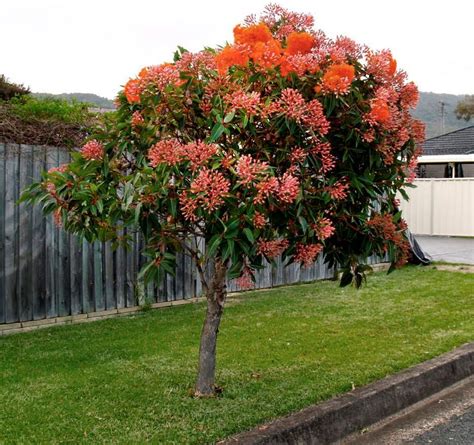 5 fast growing shade trees Australia | Fast growing shade trees ...