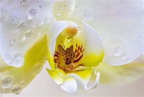 Orchid Orchidaceae Phalaenopsis - Free photo on Pixabay