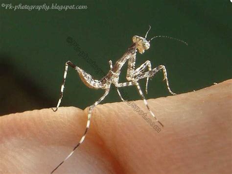 Baby Praying Mantis | Nature, Cultural, and Travel Photography Blog