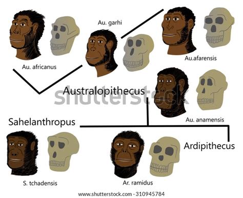 Human Evolution Australopithecus Stock Illustration 310945784 | Shutterstock