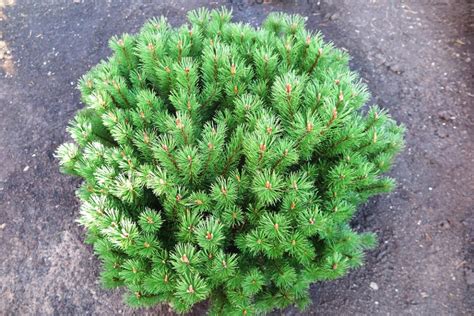 Plant Encyclopedia: Mugo Pine ~ Bless My Weeds