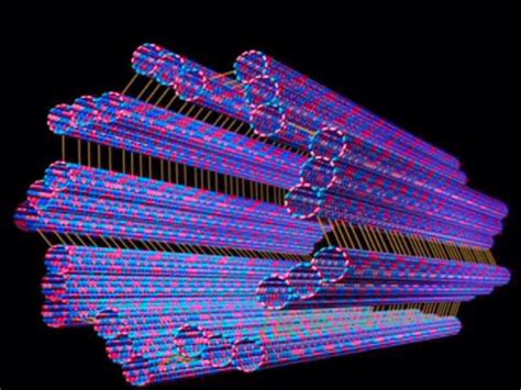 Centrioles And Microtubules by Angel Lopez