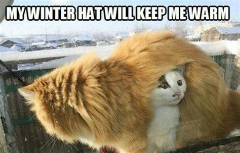 Did I say winter hat? I meant winter cat. | Crazy cats, Cats and kittens, Silly cats