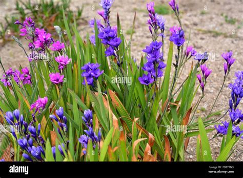 Freesia flower hi-res stock photography and images - Alamy