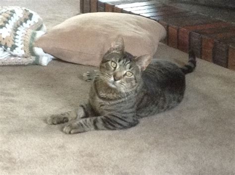 My Aunts cat has a weird tilt to his head, making him seem forever ...