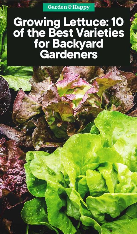 15 of the Best Lettuce Varieties to Grow for Backyard Gardeners ...