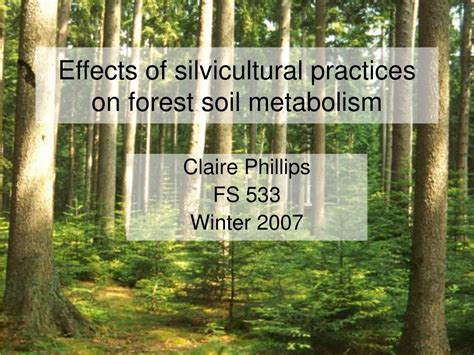 PPT - Effects of silvicultural practices on forest soil metabolism ...