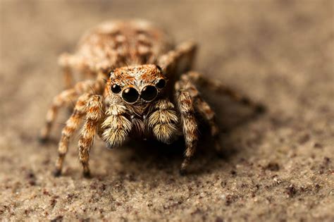 A cute little jumping spider (Salticidae). Athens, Ohio. [2742x1827][OC] : r/spiders