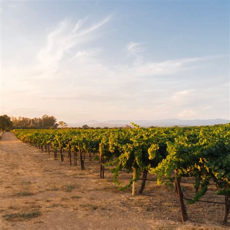 Our Sonoma Wine Collections | Rodney Strong Vineyards