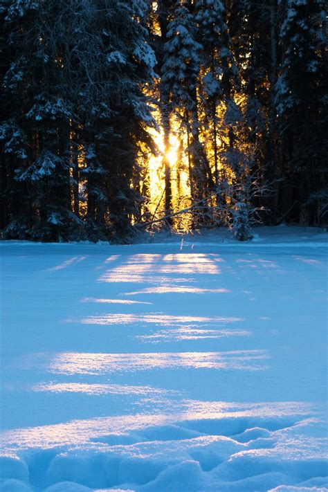 Snow Covered Pine Trees · Free Stock Photo