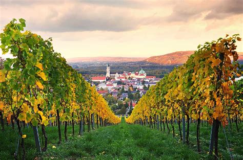 Austria - Native vines, Distinctive vines - Decanter