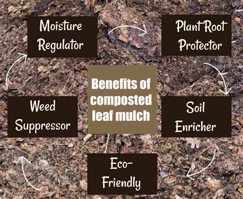 Tips for Mulching Leaves - How to Make Composted Leaf Mulch