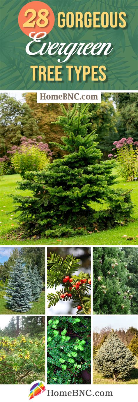 28 Types of Evergreen Trees You Should See in 2023