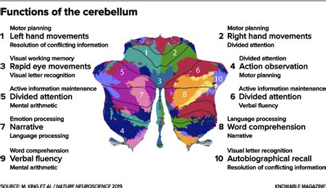 The mysterious, multifaceted cerebellum