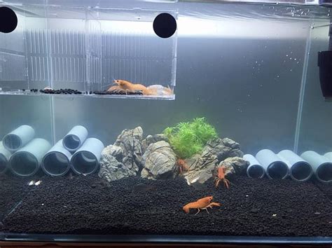 22 best Fiddler Crab Tank images on Pinterest | Aquarium ideas, Fish aquariums and Fish tanks