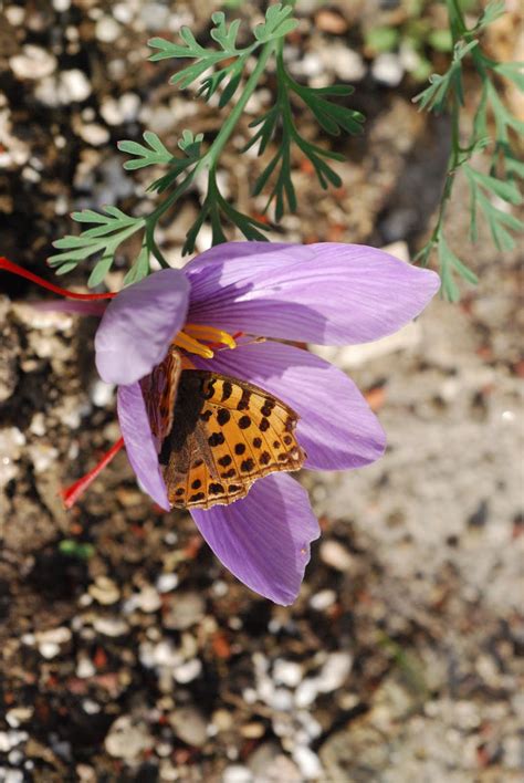 hortus apertus: Crocus sativus