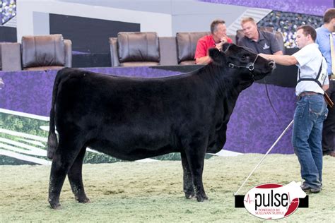 National Junior Angus Show | Owned Females – Top 5 Overall | The Pulse