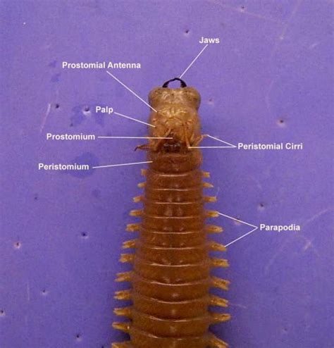 Basic Concept of Invertebrate Zoology Knowledge: Classification of Phylum Annelida by Rupert ...