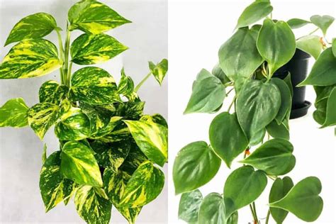 Golden Pothos Vs Philodendron: 6 Key Differences | Houseplant Alley