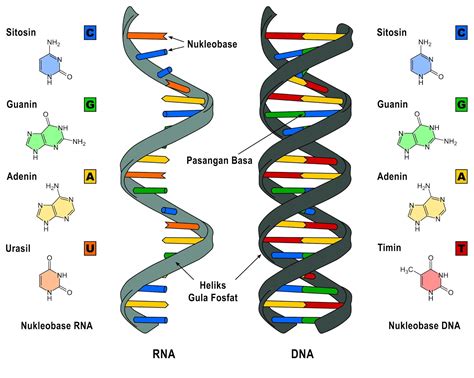 RNA (Asam Ribonukleat) Lengkap Pengertian, Struktur, Tipe, Fungsi dan ...