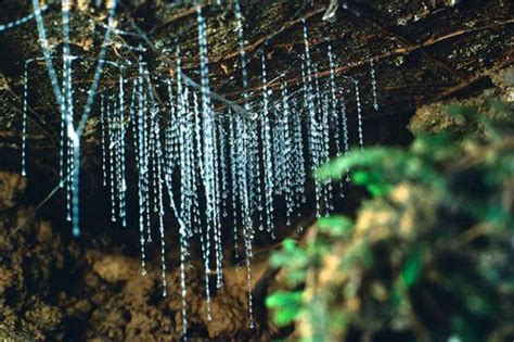 Waitomo Glowworm Caves New Zealand - XciteFun.net