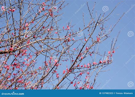 Japanese Plum Blossom Season Stock Image - Image of japanese, blooming ...