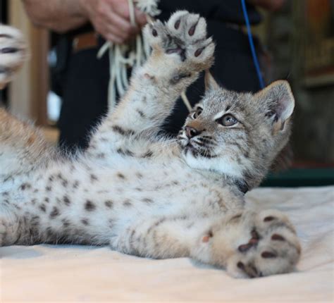 Canadian Lynx 10-Massive Paws | I Love Cats and Other Animals | Cute baby animals, Animals, Paws ...