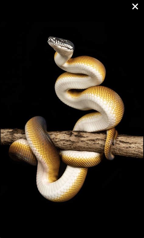 White lipped Python - Other Pythons - MorphMarket Reptile Community