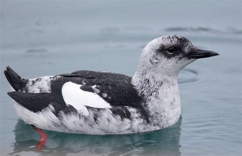 Black Guillemot | Audubon Field Guide