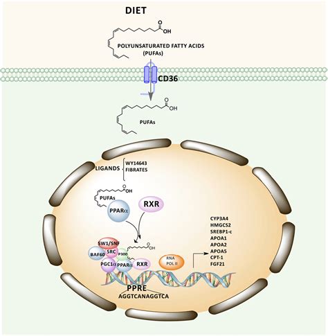 Figure 1 from PPAR-α as a key nutritional and environmental sensor for metabolic adaptation ...