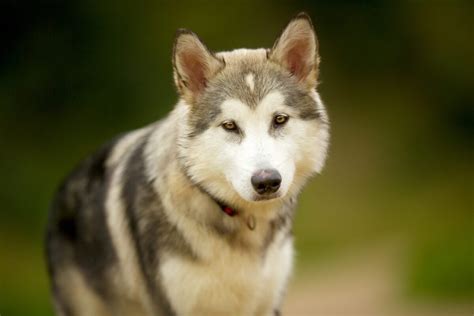 Alaskan Malamute Colors • helloBARK!